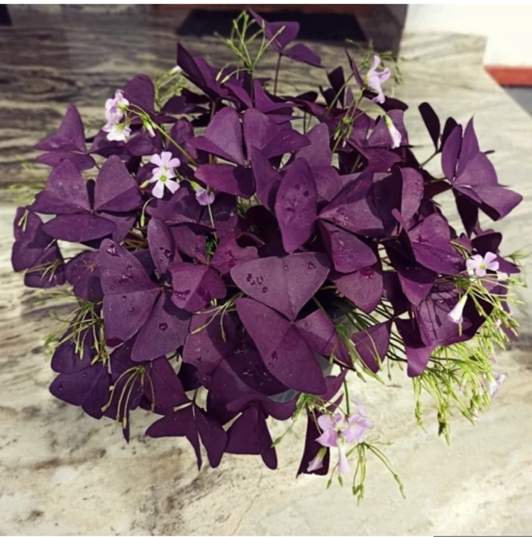 کود شوک امریکایی