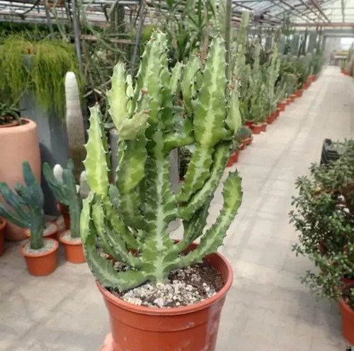 کود شوک امریکایی