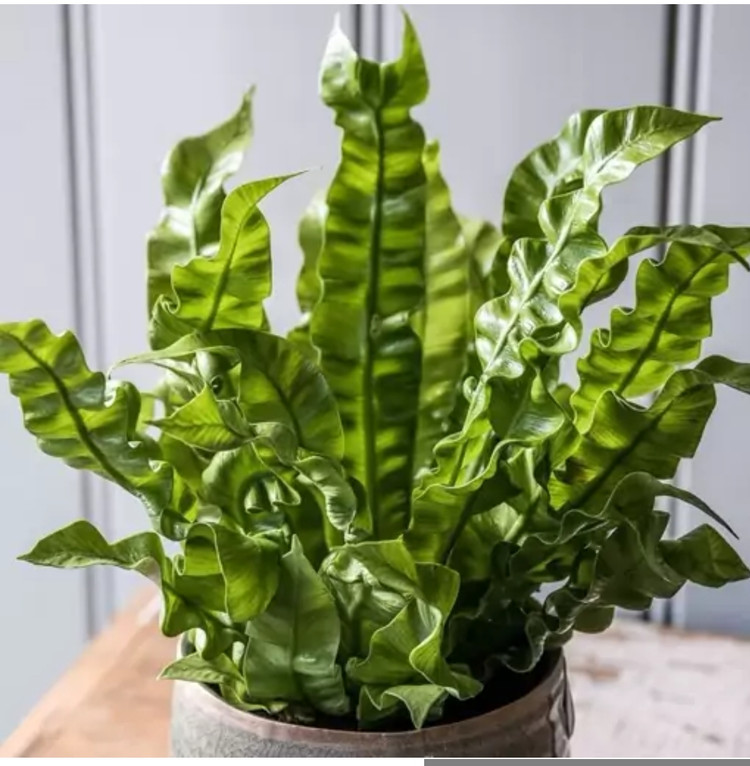 کود شوک امریکایی