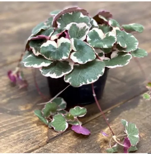 کود شوک امریکایی