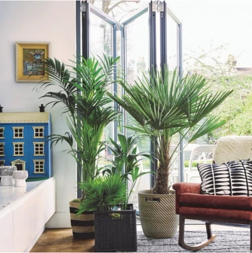 کود شوک امریکایی