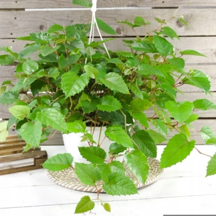 کود شوک امریکایی