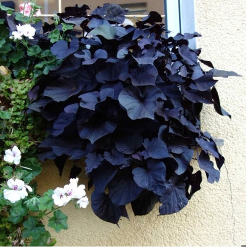 شوک امریکایی کود