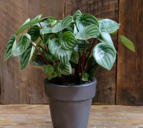 کود شوک امریکایی