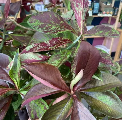 کود شوک امریکایی ۱۰x