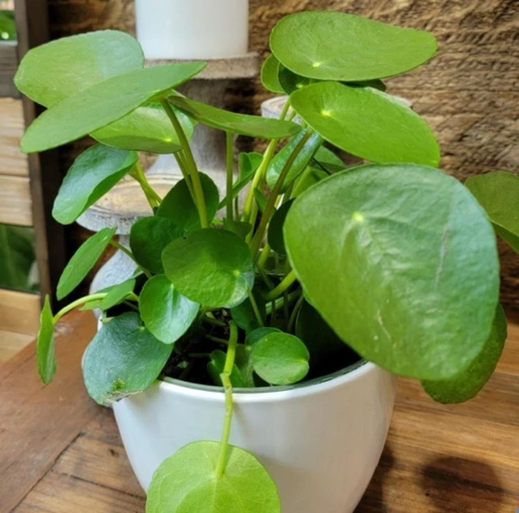 کود گل چینی