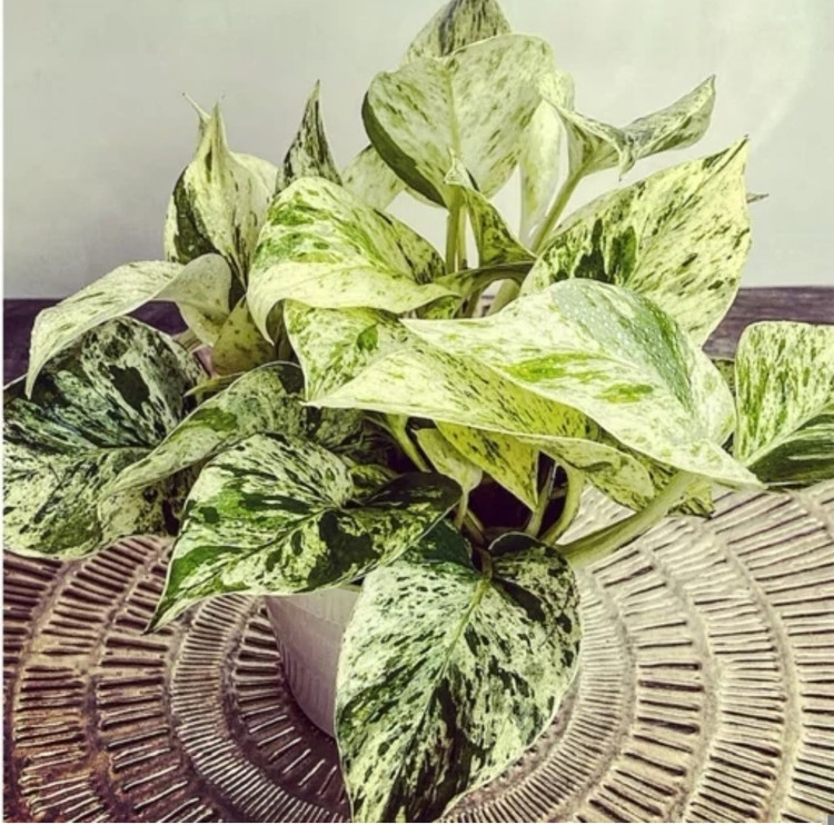 کود شوک امریکایی