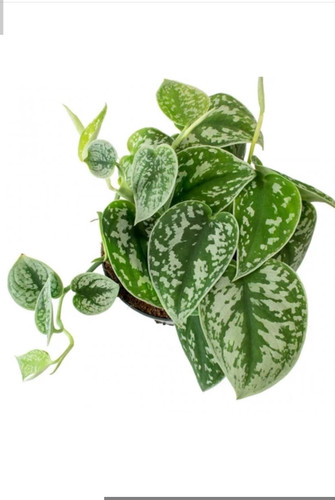 کود شوک امریکایی