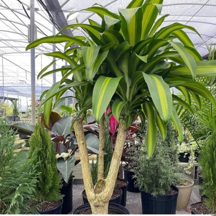 کود شوک امریکایی