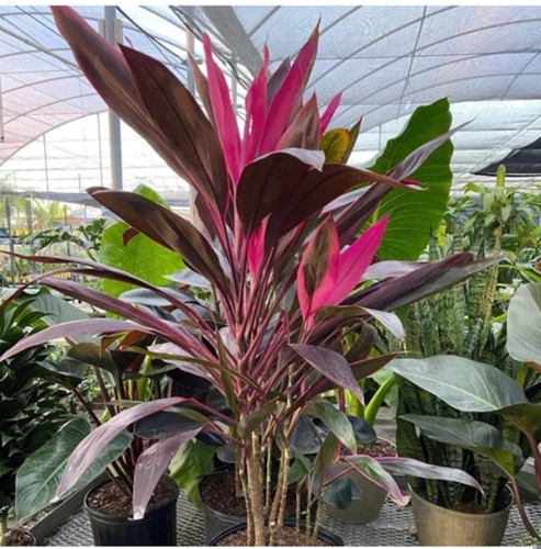 کود شوک امریکایی