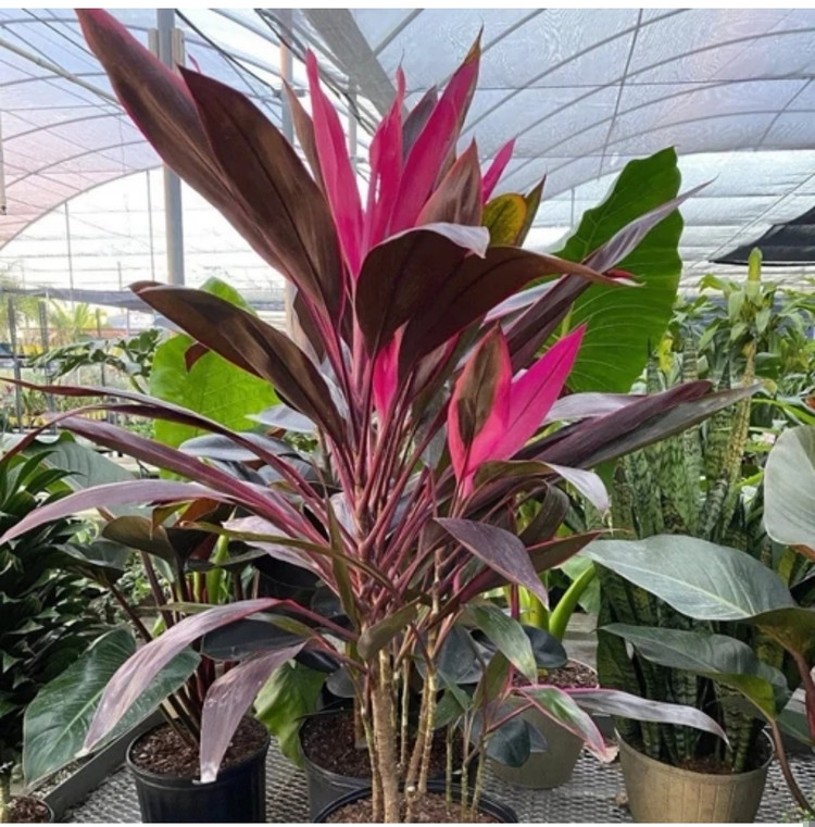 کود شوک امریکایی