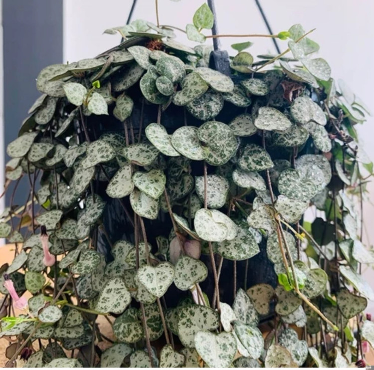 کود شوک امریکایی