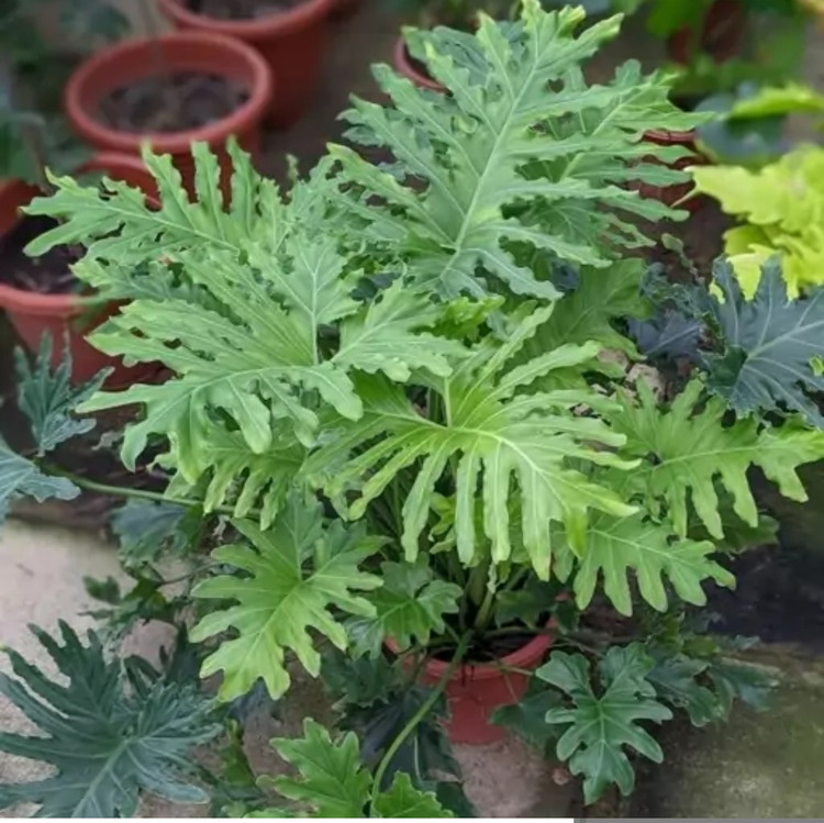 کود شوک امریکایی