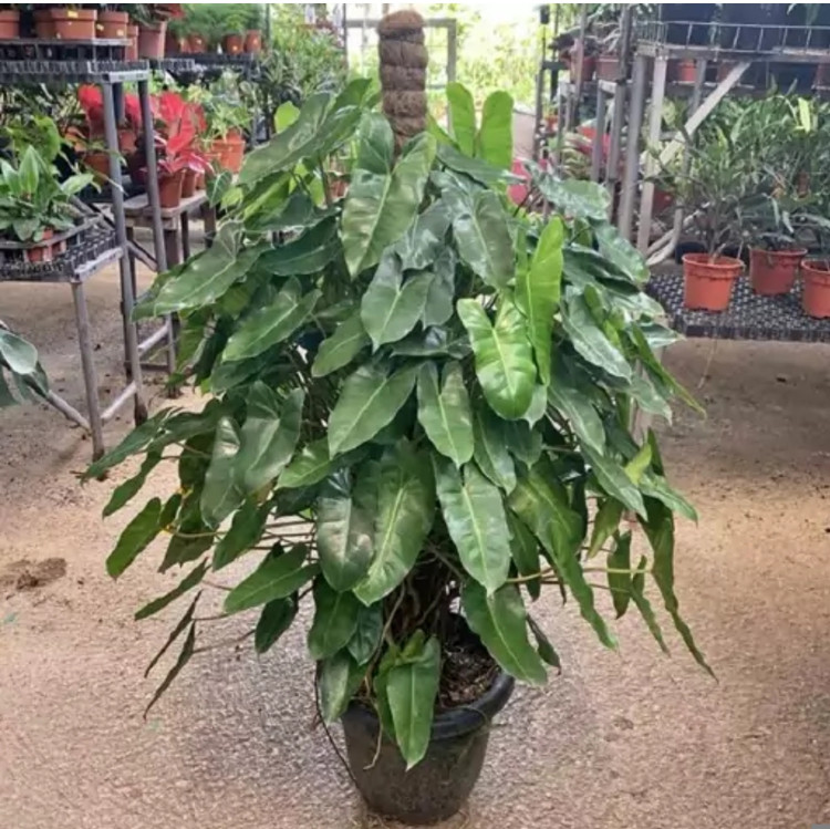 کود شوک امریکایی