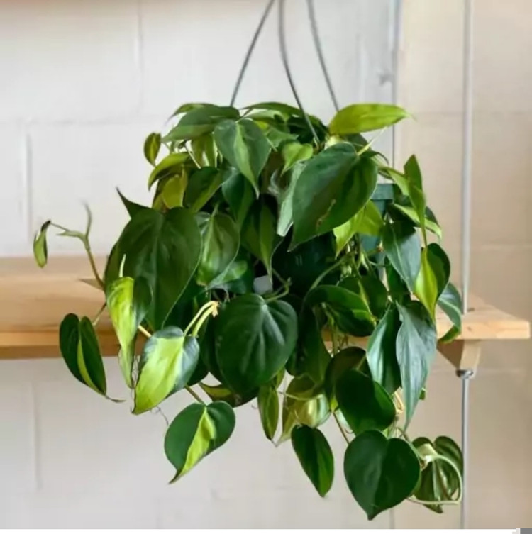 کود شوک امریکایی