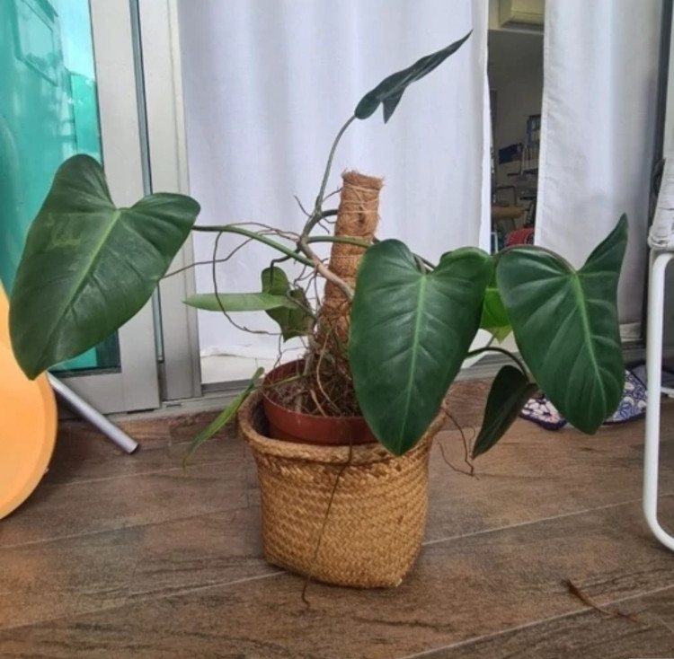 کود شوک امریکایی