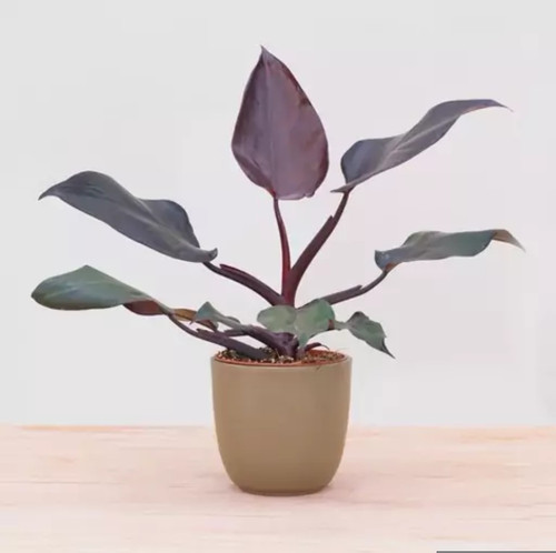 کود شوک امریکایی