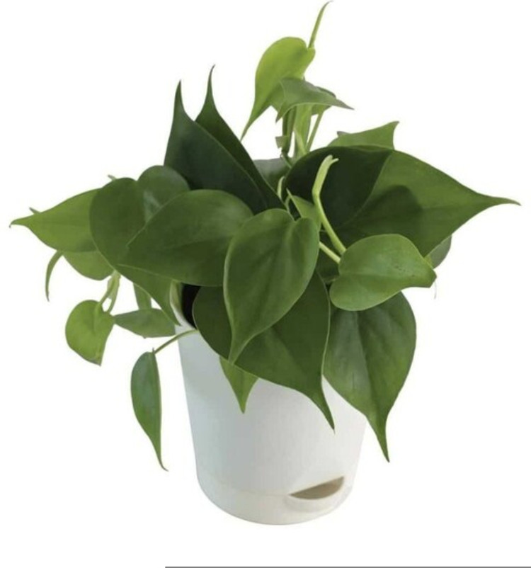 کود مخصوص گل شوک