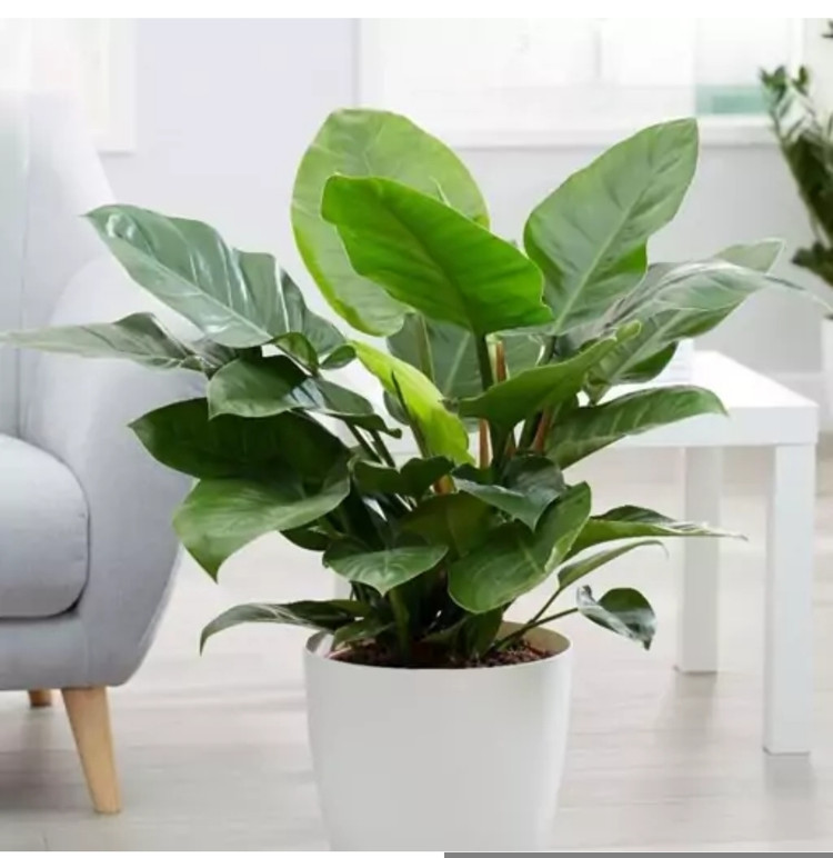 کود شوک امریکایی