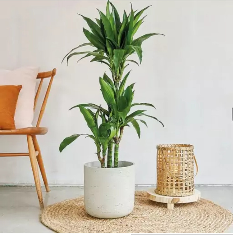 کود مخصوص گل