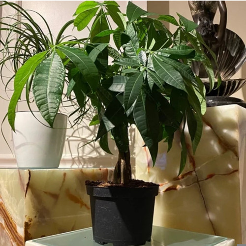 کود شوک امریکایی