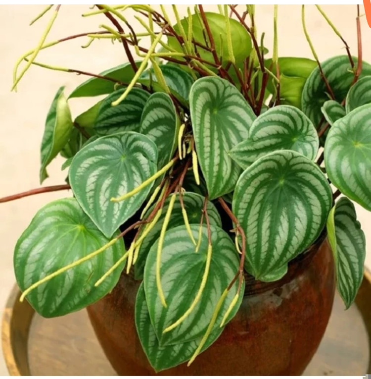 کودشوک امریکایی