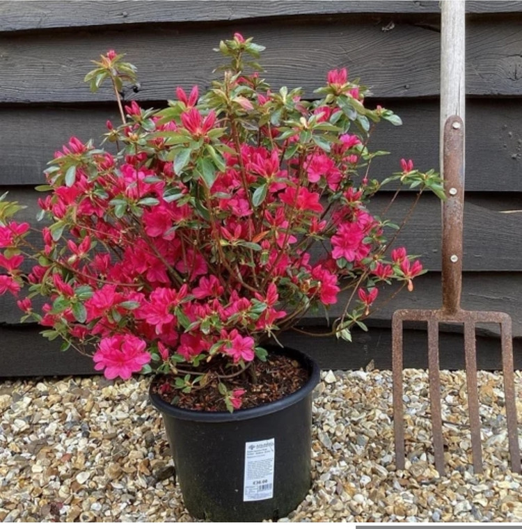 کود شوک امریکایی