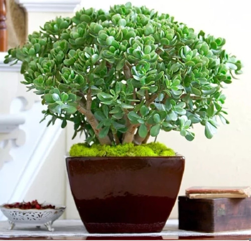 کود شوک امریکایی