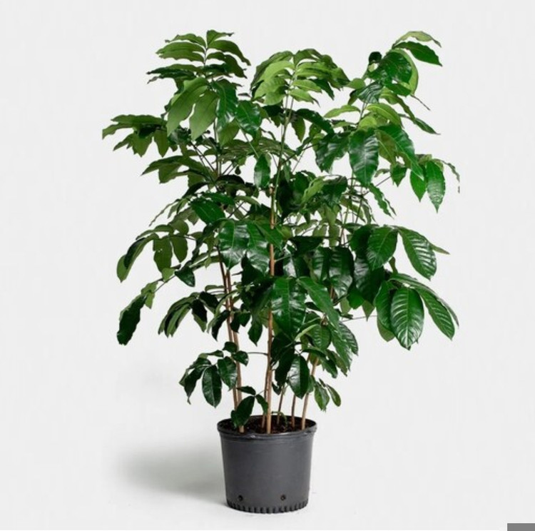 کود شوک امریکایی