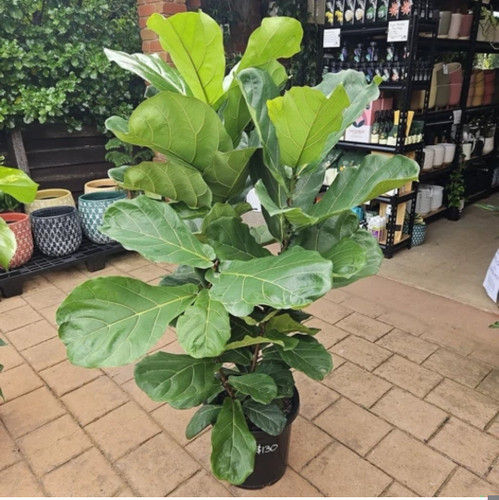 کود شوک امریکایی