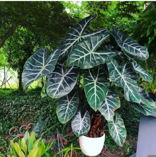 کود شوک امریکایی