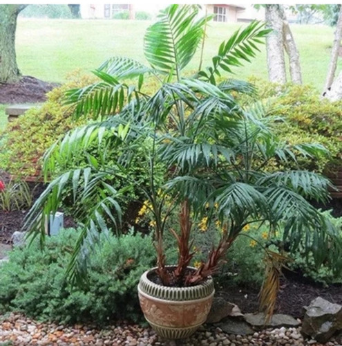 کود شوک امریکایی