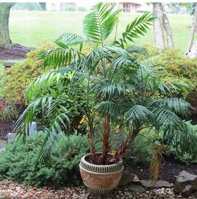 کود شوک امریکایی