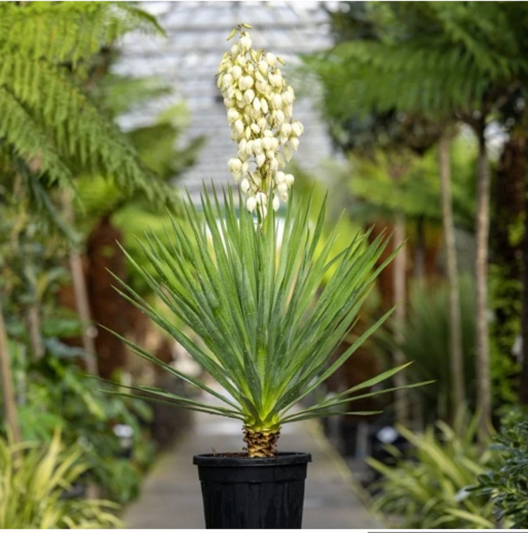 کود شوک امریکایی