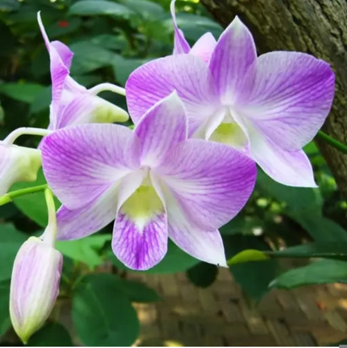 کود شوک امریکایی