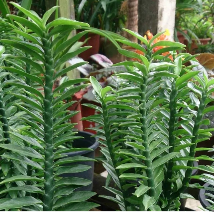 کود شوک امریکایی