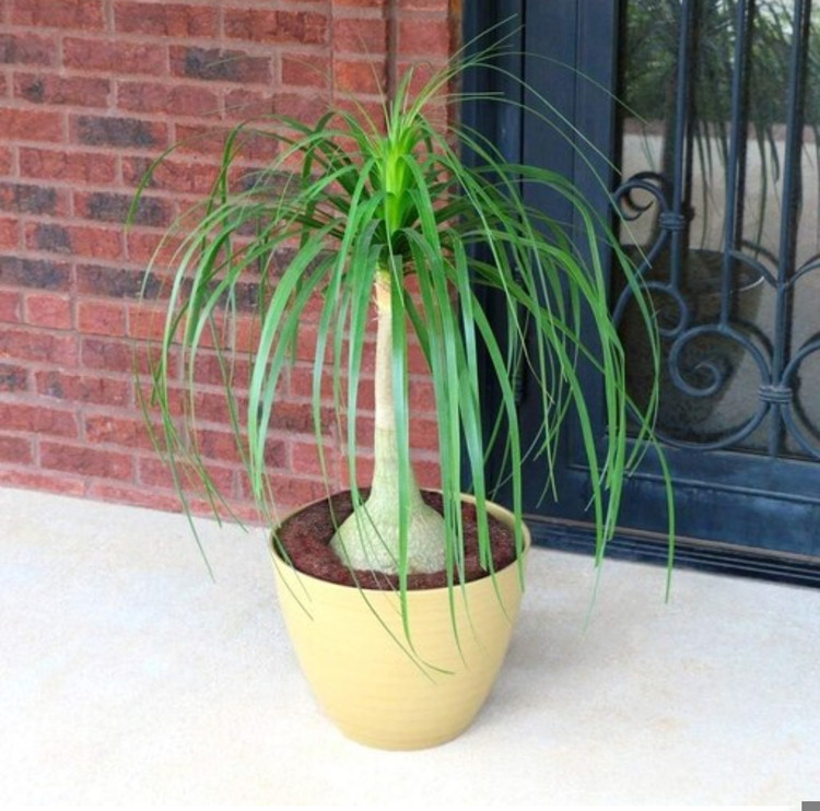 کود شوک امریکایی