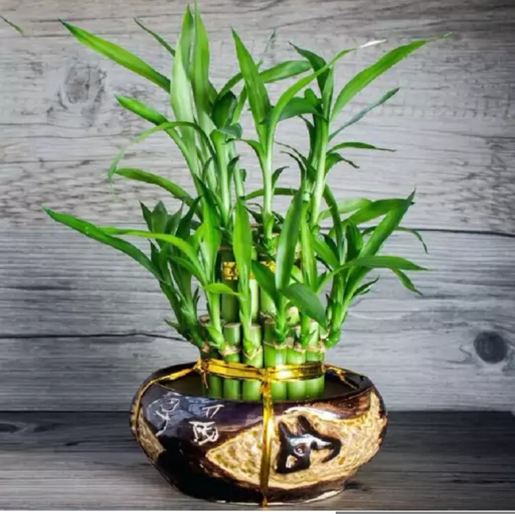 کود شوک امریکایی