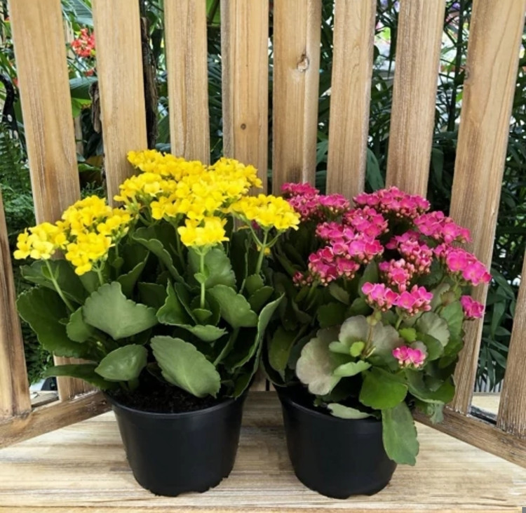 کود شوک امریکایی