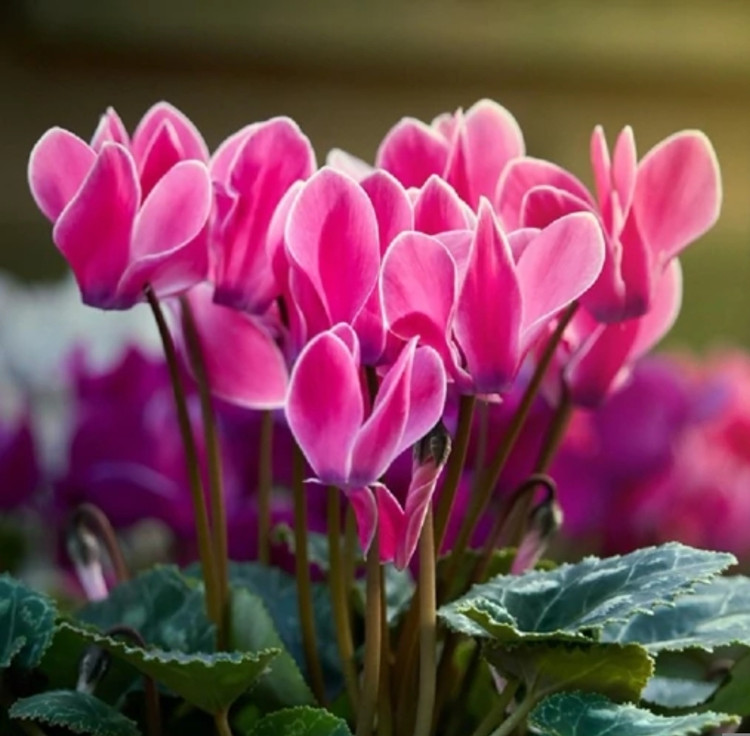 کود شوک امریکایی