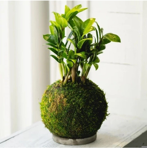 کود شوک امریکایی