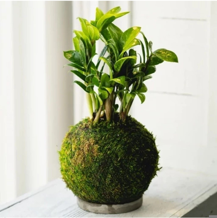 کود شوک امریکایی