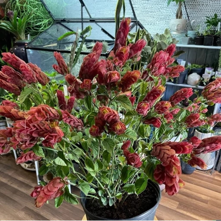 کود شوک امریکایی