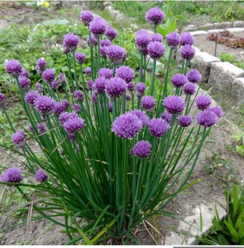 کود شوک امریکایی