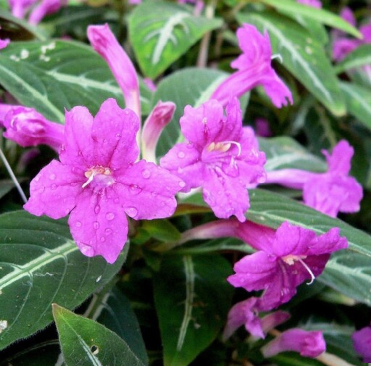 کود شوک امریکایی