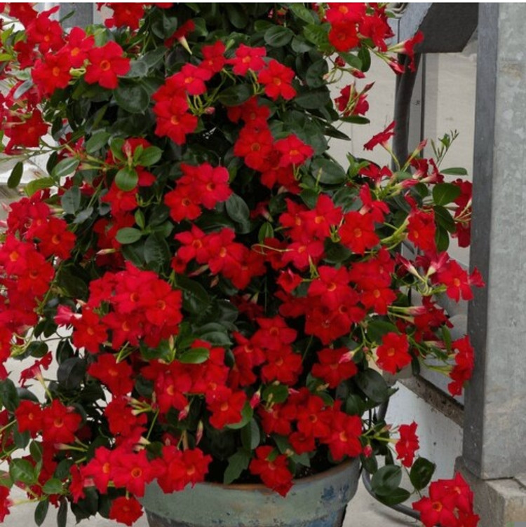 کود شوک امریکایی