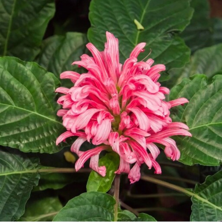 کود شوک امریکایی