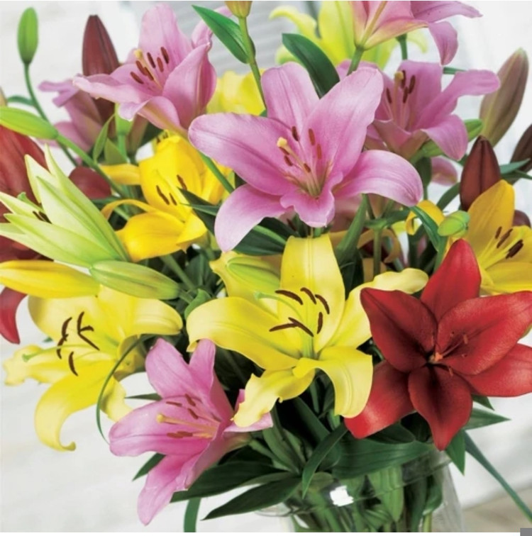 کود شوک امریکایی