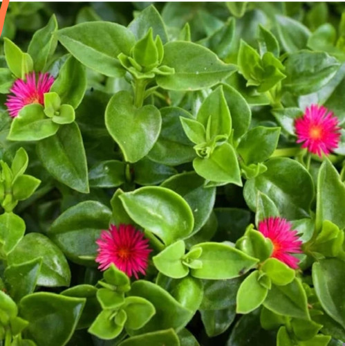 کود شوک امریکایی