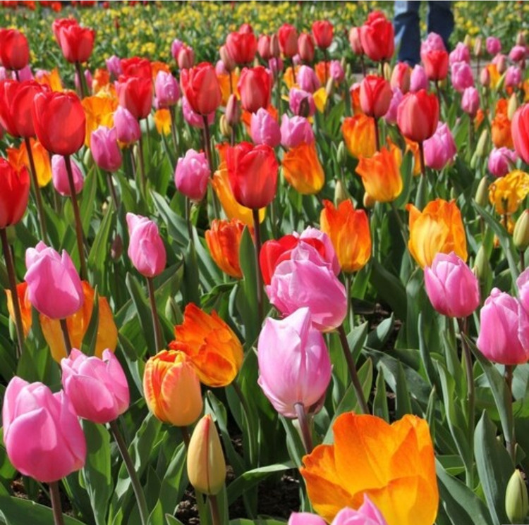 کود شوک امریکایی